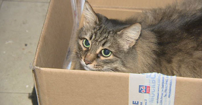 Masha, con mèo anh hùng đã dùng hơi ấm của mình để che chở cho một em bé bị bỏ rơi được an toàn, ấm áp. Cũng nhờ có mèo cưng, em bé mới được mọi người chú ý và giải cứu.