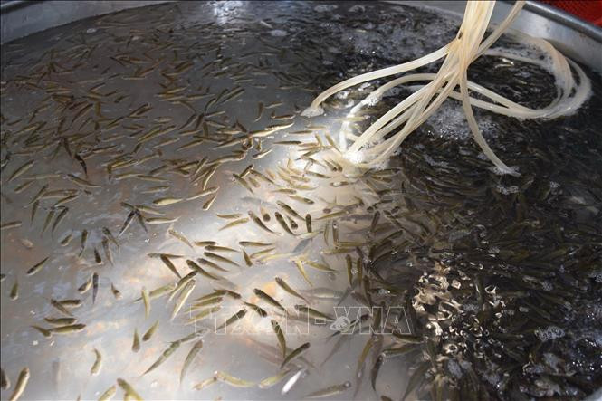 'Ngon nghe' nuoi nhu ca dong mua nuoc noi