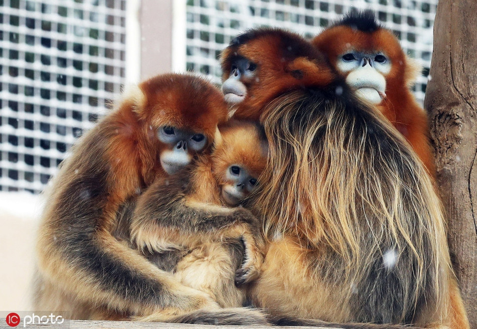 Những con khỉ thông minh ôm ấp nhau thật chặt, chỉ đưa lưng ra để chắn gió.