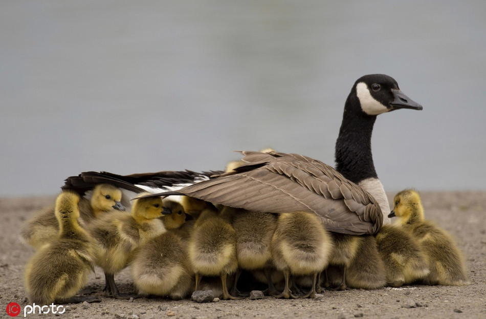 Đàn ngan con chui rúc dưới đôi cánh của mẹ, cố gắng tìm cho mình một chỗ ấm cúng.