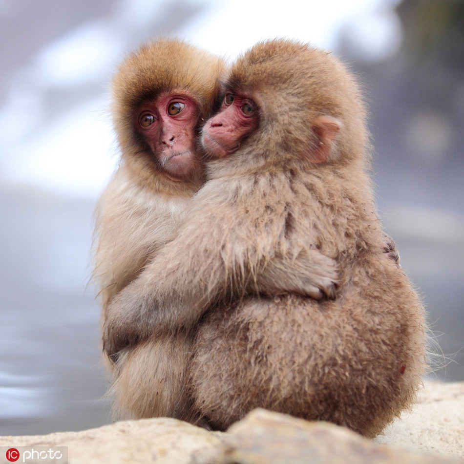 Không có gì chống rét hiệu quả hơn những cái ôm thật chặt.