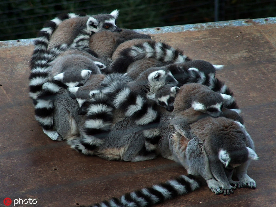 Tương tự, những con vượn cáo đuôi vằn cũng ôm chặt lấy nhau để chống rét. Chúng khác hẳn ngày thường, không còn đùa nghịch nhảy nhót khắp nơi, chỉ chuyên tâm giữ hơi ấm.