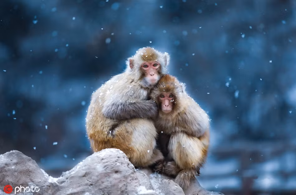 Một số nơi có tuyết rơi, ngoài việc ôm ấp để chống rét, những con khỉ tuyết còn tìm đến nơi có suối nước nóng để giữ ấm cơ thể.