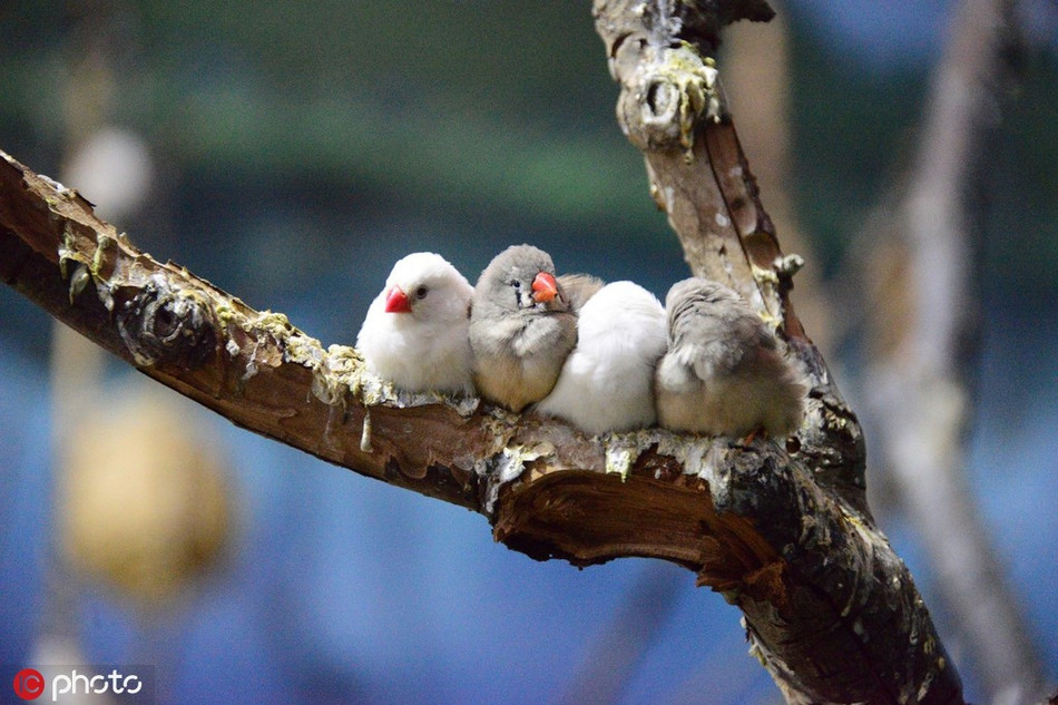 Chim nhỏ đậu sát vào nhau, cùng đồng tâm hiệp lực vượt qua cái lạnh.