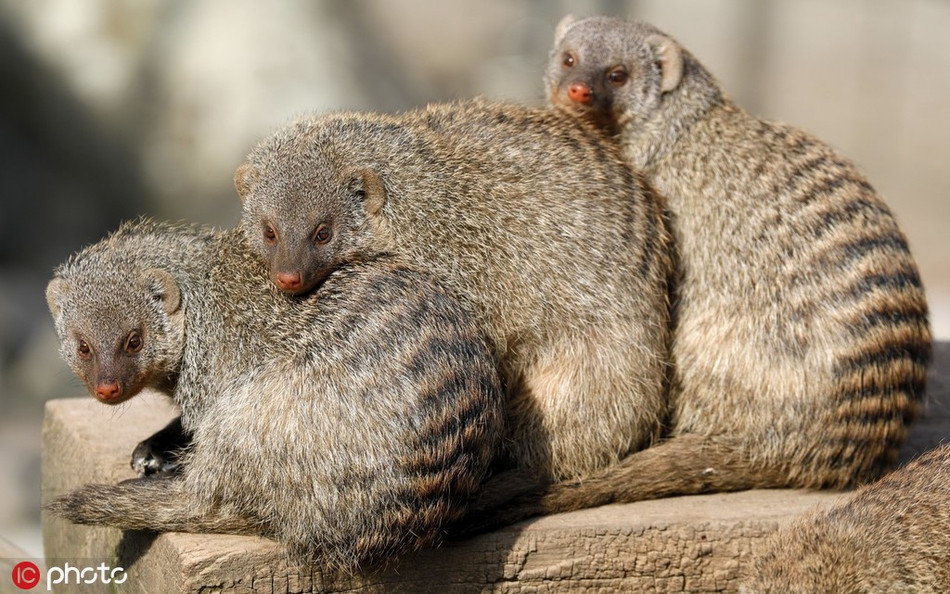 Những con cầy lỏn phơi nắng sưởi ấm nhưng vẫn không quên dựa sát vào nhau để xua bớt cái lạnh ngấm sâu.