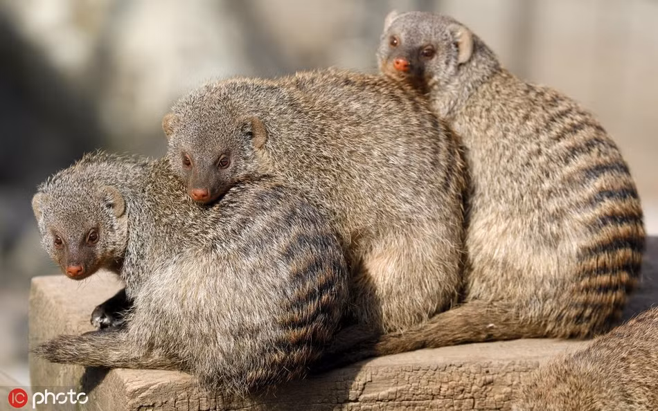 Những con cầy lỏn phơi nắng sưởi ấm nhưng vẫn không quên dựa sát vào nhau để xua bớt cái lạnh ngấm sâu.