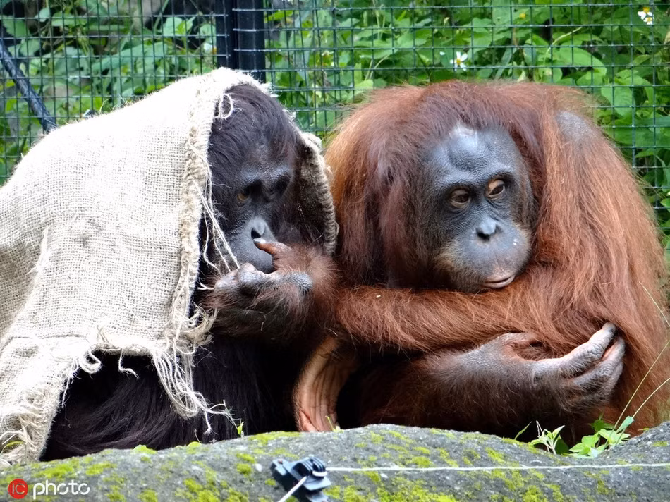 Sở hữu trí thông minh vượt trội hơn các loài động vật khác, đười ươi học theo con người, tìm những vật liệu có thể giữ ấm phủ lên cơ thể.