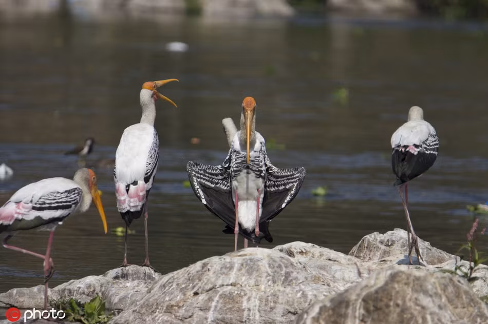 Chim họ hạc xoay người "khoe thân" ghẹo nhiếp ảnh gia? Chim ho hac xoay nguoi