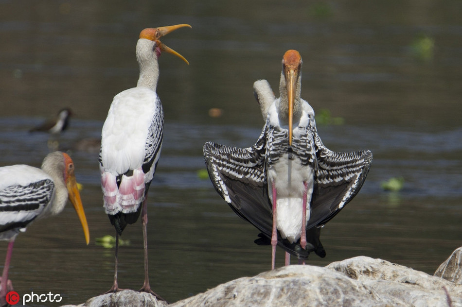 Chim ho hac xoay nguoi 