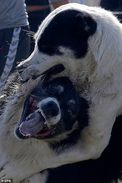 Mục đích của những trận chọi chó kinh hoàng và đẫm máu này, theo các nhà lai tạo, là để kiểm tra giá trị của những con chó.