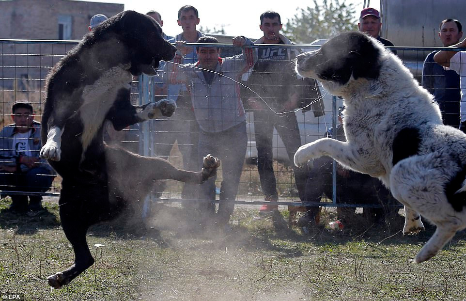 Được biết, chọi chó, mặc dù bị cấm ở nhiều quốc gia, gây ra phẫn nộ, bị phản đối kịch liệt, thế nhưng nó vẫn là một truyền thống ở nhiều quốc gia Trung Á như Kyrgyzstan, Tajikistan, Turkmenistan, Kazakhstan, Afghanistan và Uzbekistan. Ở Trung Quốc, cũng có địa phương tổ chức chọi chó, chọi ngựa và cả chọi cừu.