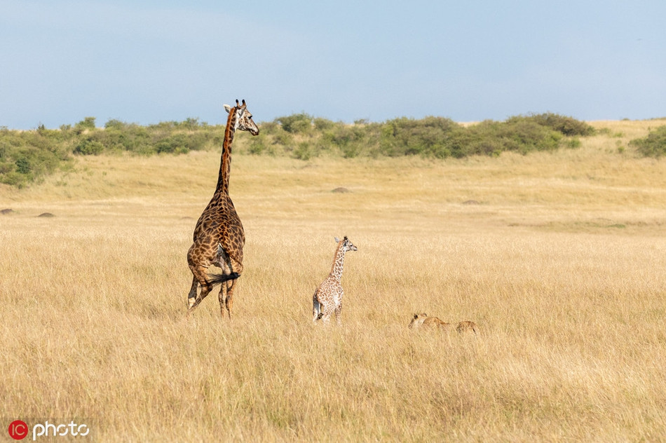 Huou cao co hon chien su tu, da nham sang con gay xot xa-Hinh-2