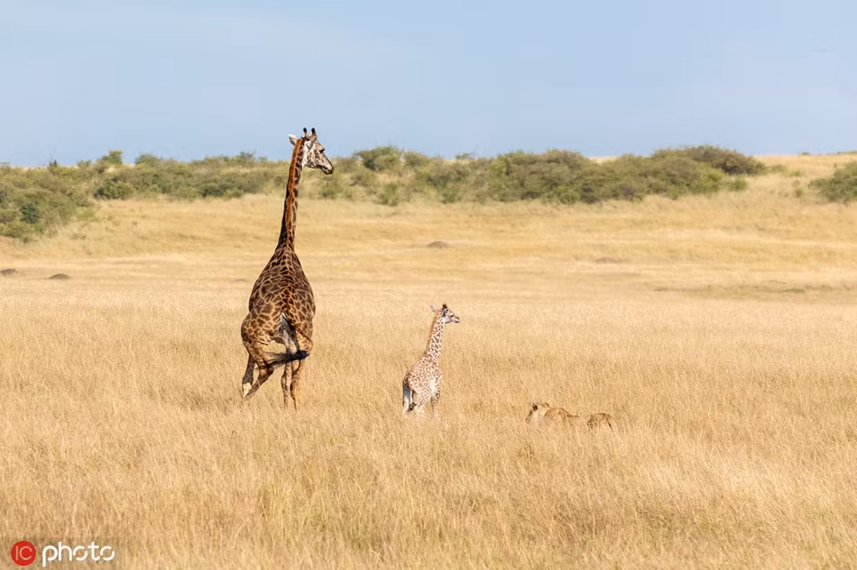 Huou cao co hon chien su tu, da nham sang con gay xot xa-Hinh-2