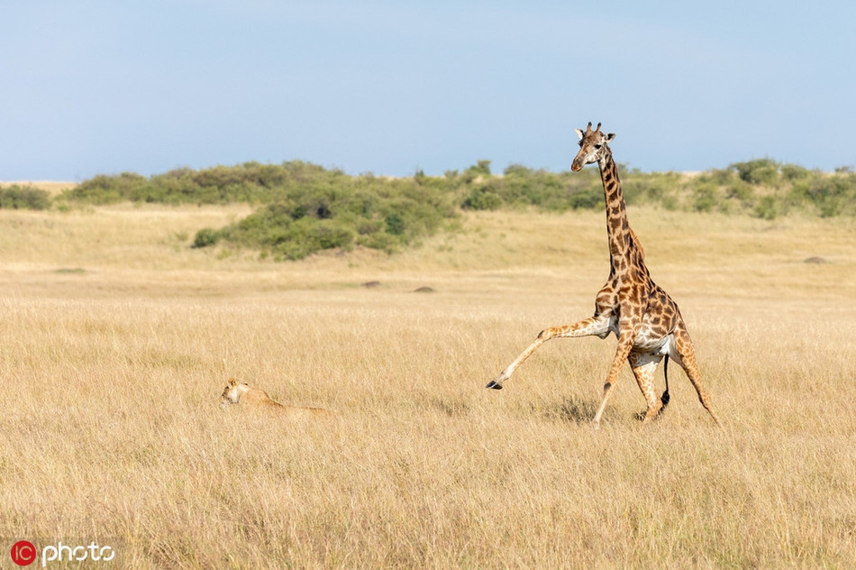 Huou cao co hon chien su tu, da nham sang con gay xot xa-Hinh-3