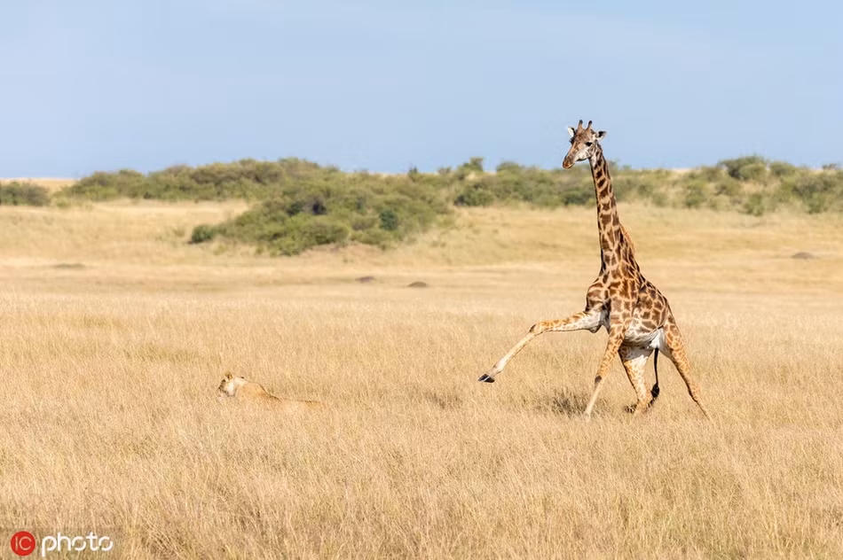 Huou cao co hon chien su tu, da nham sang con gay xot xa-Hinh-3