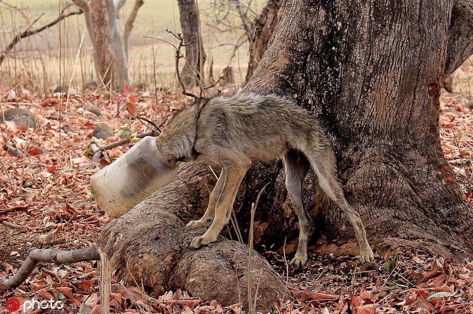 Con sói gầy đói đến mức trơ xương chỉ vì mò mẫm kiếm ăn rồi mắc kẹt trong bình nhựa do một người dân vô ý thức bỏ lại trong rừng.