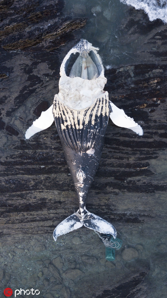 Cá voi chết thảm do vướng vào dây thừng đánh cá, không về được vùng nước sâu.