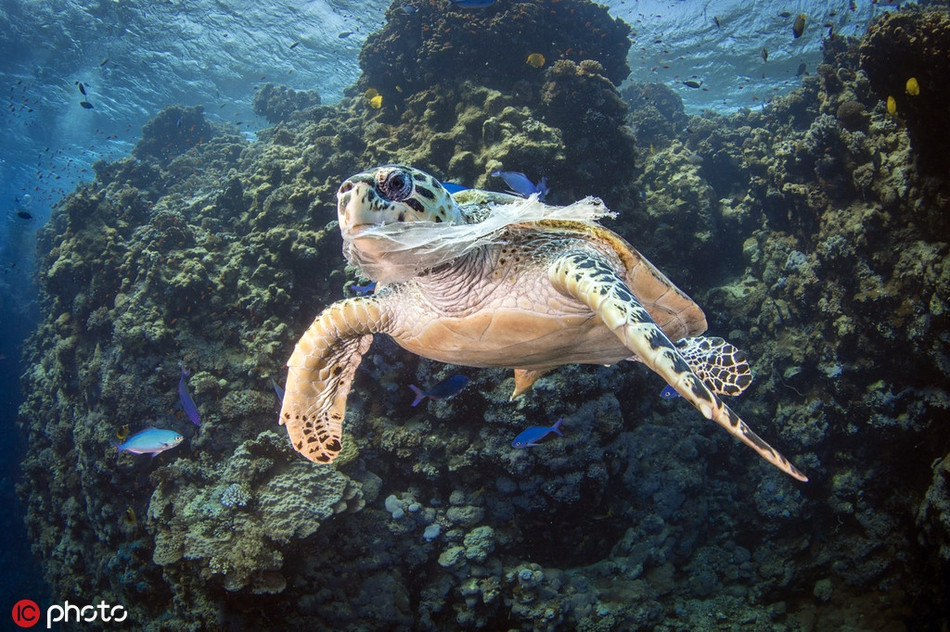 Một con rùa biển với chiếc túi nhựa kẹt trong miệng. Chiếc túi nhựa này không thể ăn, sẽ gây hại cho sinh mạng của rùa biển, thế nhưng rùa biển lại không hề biết điều đó.