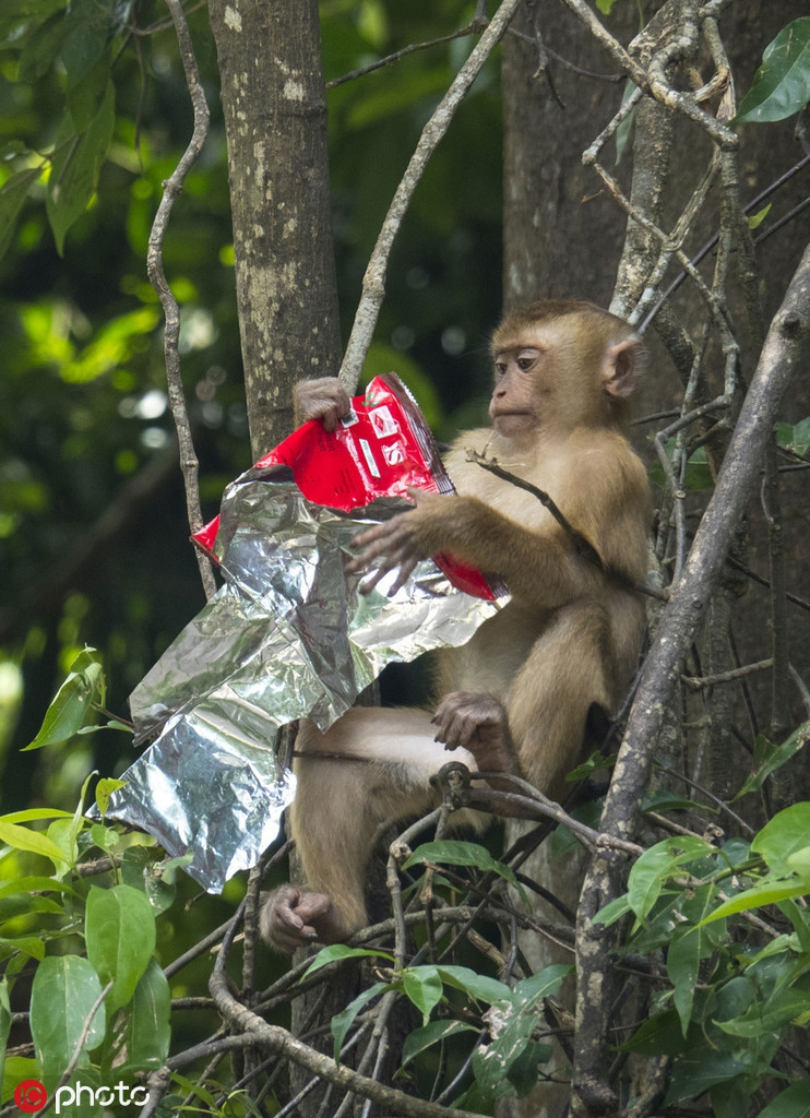 Giống như sư tử, con khỉ nhỏ cũng không ý thức được sự nguy hiểm tiềm tàng khi nhai nuốt vỏ túi đựng thực phẩm của con người.