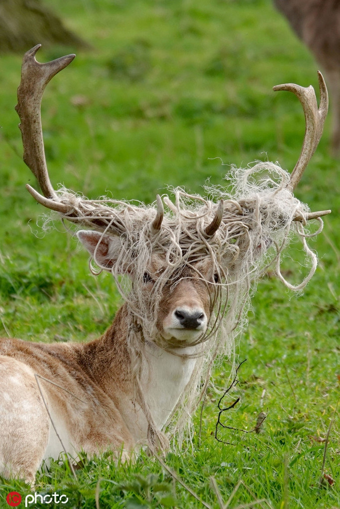 Một con nai bị vướng chặt vào dây thừng nhỏ. Nếu không được gỡ ra, con nai sẽ gặp rất nhiều khó khăn trong việc sinh tồn tại nơi hoang dã.