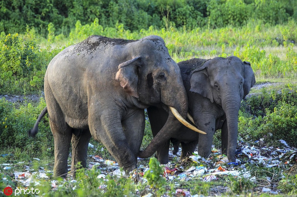 Trong ảnh là hai mẹ con voi khổng lồ đang di chuyển trên đồng cỏ tìm cái ăn thế nhưng xung quanh chúng tràn ngập rác thải không thể tiêu hủy. Nếu không may ăn phải, không tiêu hóa được, những động vật hoang dã sẽ phải chịu đựng sự đau đớn đến tận lúc chết.