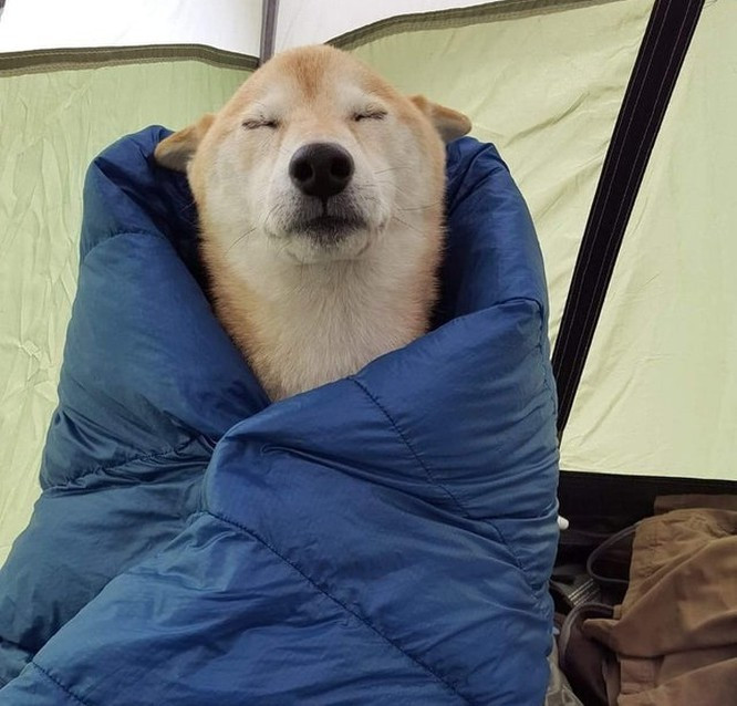 Chú chó thư giãn tuyệt đối với chiếc chăn ấm áp.