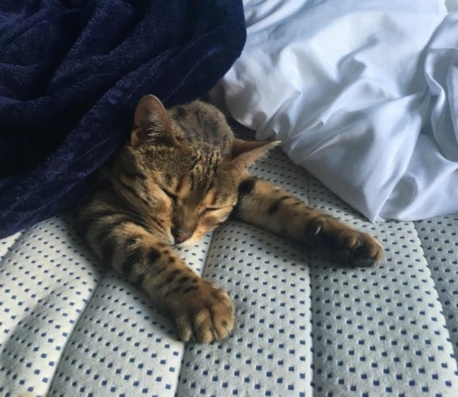 Đây là lúc chuông báo thức kêu nhưng vẫn cố ngủ nướng thêm chút nữa.