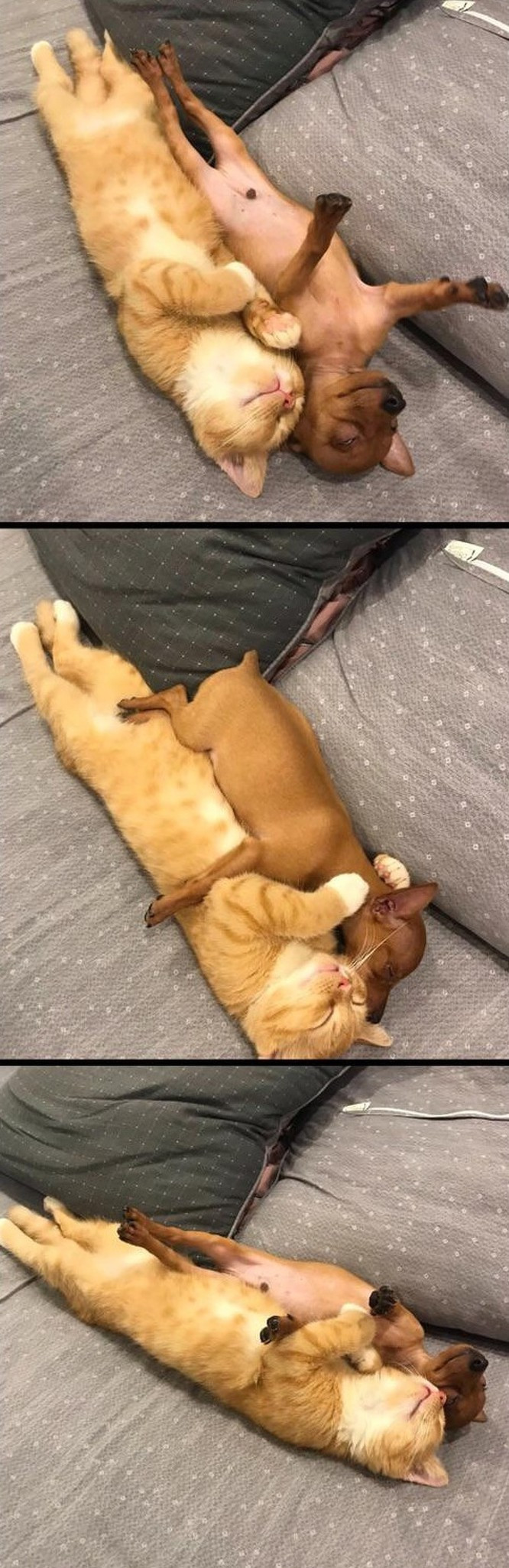 Cùng dáng ngủ, cùng đam mê ngủ.