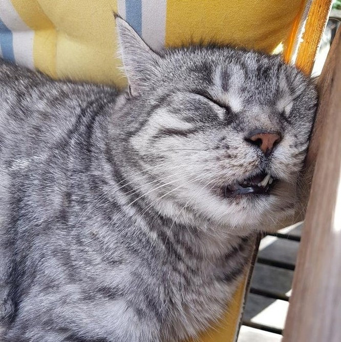 Có thể ngủ ở bất cứ nơi đâu.