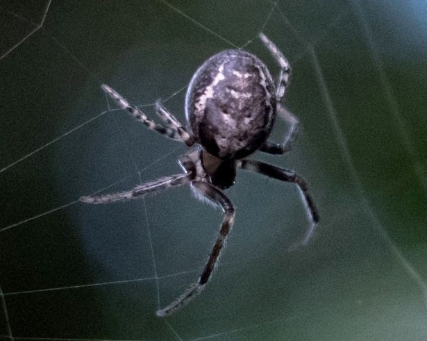 Nguoi dan ong bi nhen tra thu, lanh 