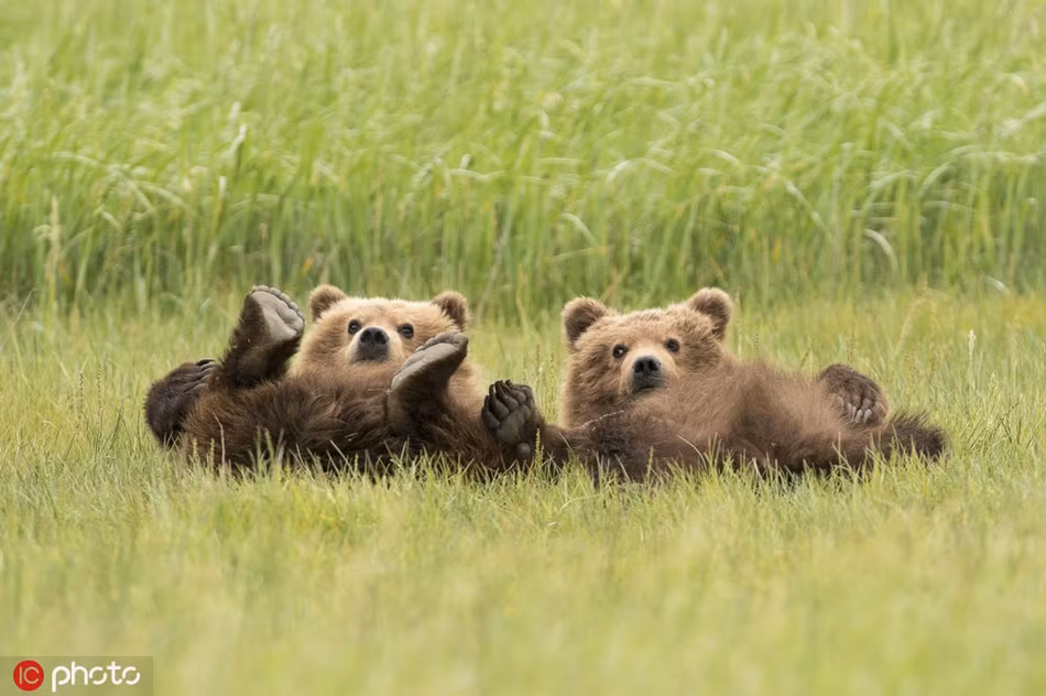 Tiết trời thu thực sự rất thoải mái, anh em gấu nâu hoang dã không thể không tận hưởng.