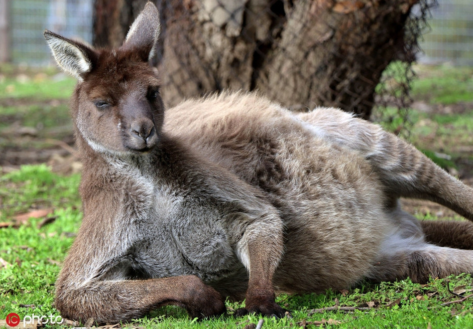 Tiết thu dễ chịu, con kangaroo này không thể cưỡng lại cơn buồn ngủ, díp mắt chẳng màng đến xung quanh.