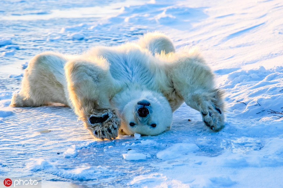 Cái nắng hanh hao khiến gấu trắng Bắc cực thoải mái, nó vươn người cho đỡ mỏi sau khi đã nằm rất lâu.