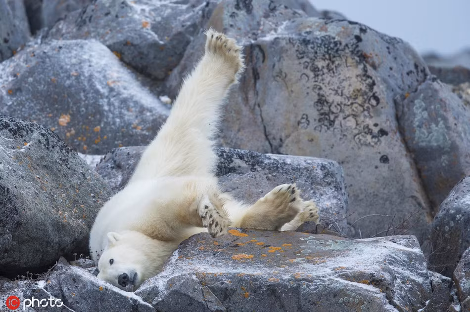 Quá thích thời tiết dễ ngủ này, gấu trắng Bắc cực dù ngã cũng không thèm chỉnh sửa tư thế.