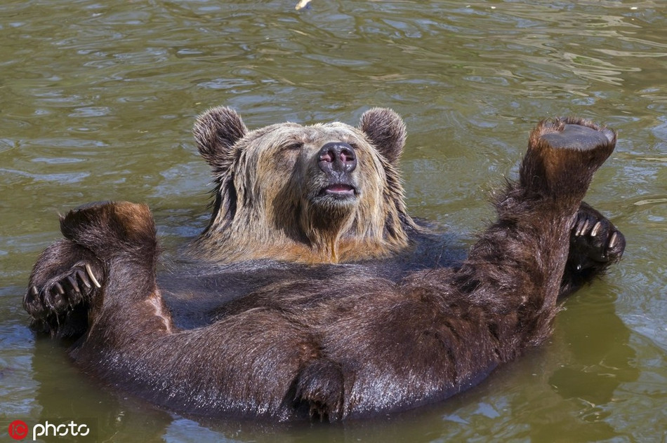Bất chấp tất cả, gấu nâu hoang dã không còn giữ gìn hình tượng, nó thoải mái thả trôi trong dòng nước, hưởng thụ mùa thu tuyệt vời.