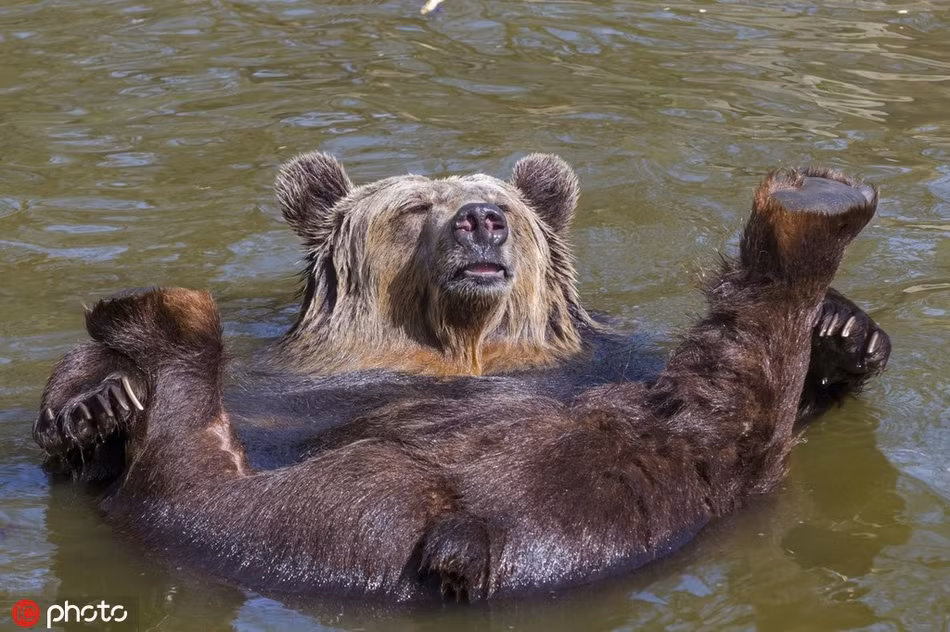 Bất chấp tất cả, gấu nâu hoang dã không còn giữ gìn hình tượng, nó thoải mái thả trôi trong dòng nước, hưởng thụ mùa thu tuyệt vời.