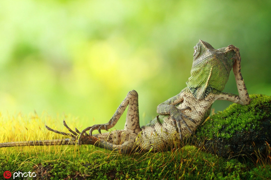 Một tay chống đầu, một tay ôm bụng, con tắc kè này khệnh khạng như một đại gia đang tận hưởng thời gian giải trí buổi chiều.