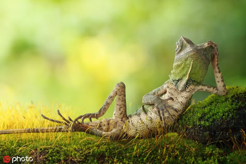 Một tay chống đầu, một tay ôm bụng, con tắc kè này khệnh khạng như một đại gia đang tận hưởng thời gian giải trí buổi chiều.