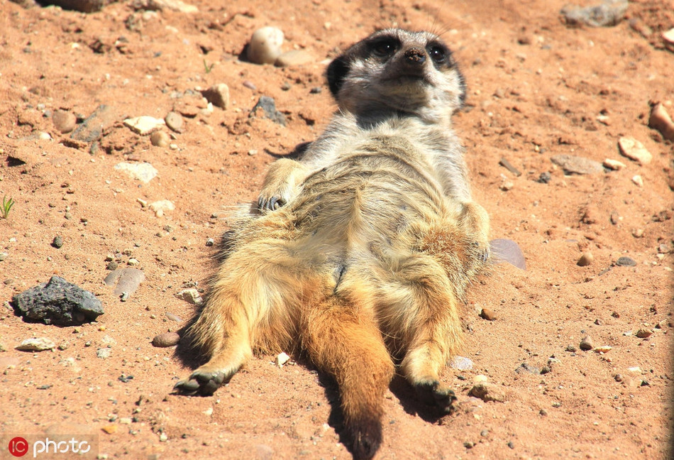 Nắng vàng nhưng lại mát mẻ, cầy meerkat tranh thủ phơi nắng, nghỉ ngơi.