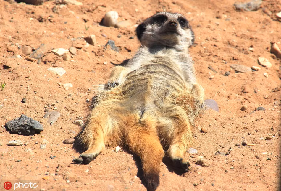 Nắng vàng nhưng lại mát mẻ, cầy meerkat tranh thủ phơi nắng, nghỉ ngơi.