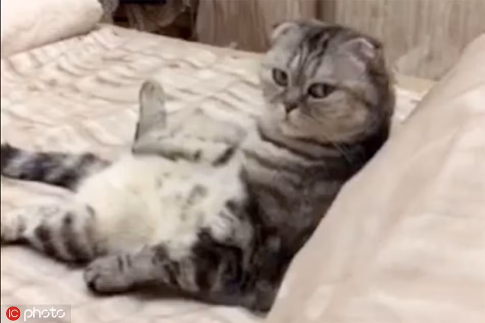 Nằm nhà cả ngày, mèo cưng cực kỳ khó chịu khi bị chủ nhân hỏi nhiều.