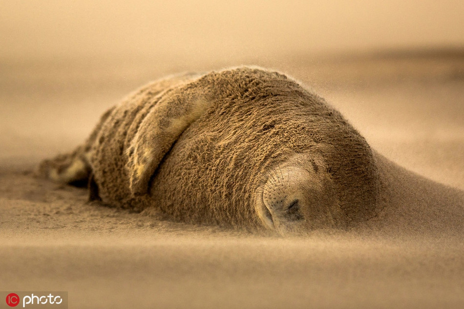 Ăn no rồi lại ngủ, có lẽ hải cẩu là loài động vật thích nghi với mùa thu nhất.