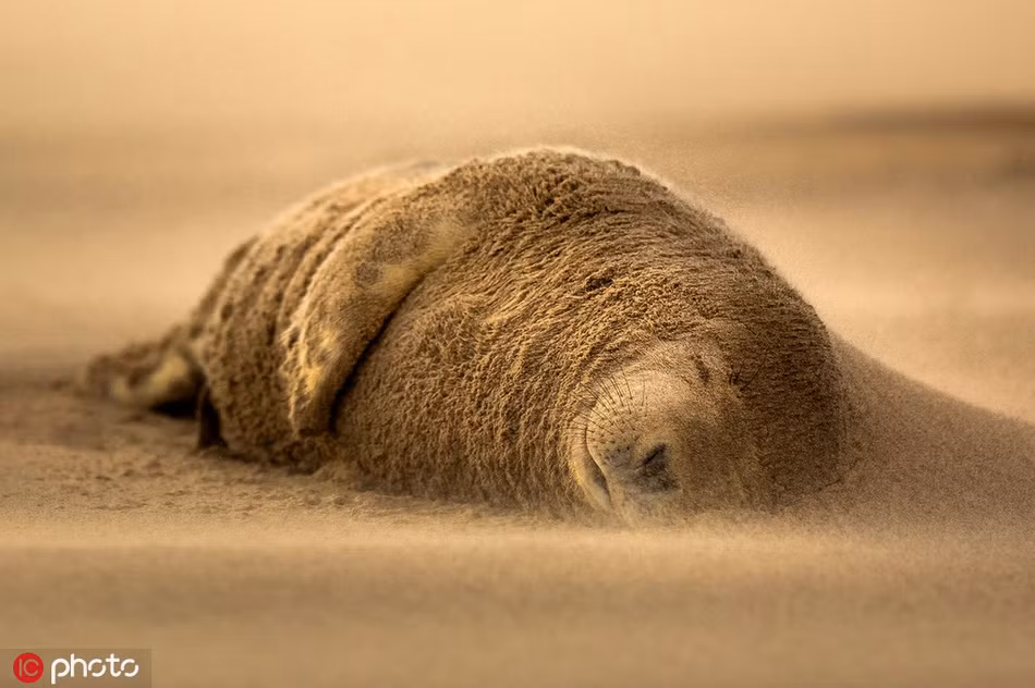 Ăn no rồi lại ngủ, có lẽ hải cẩu là loài động vật thích nghi với mùa thu nhất.