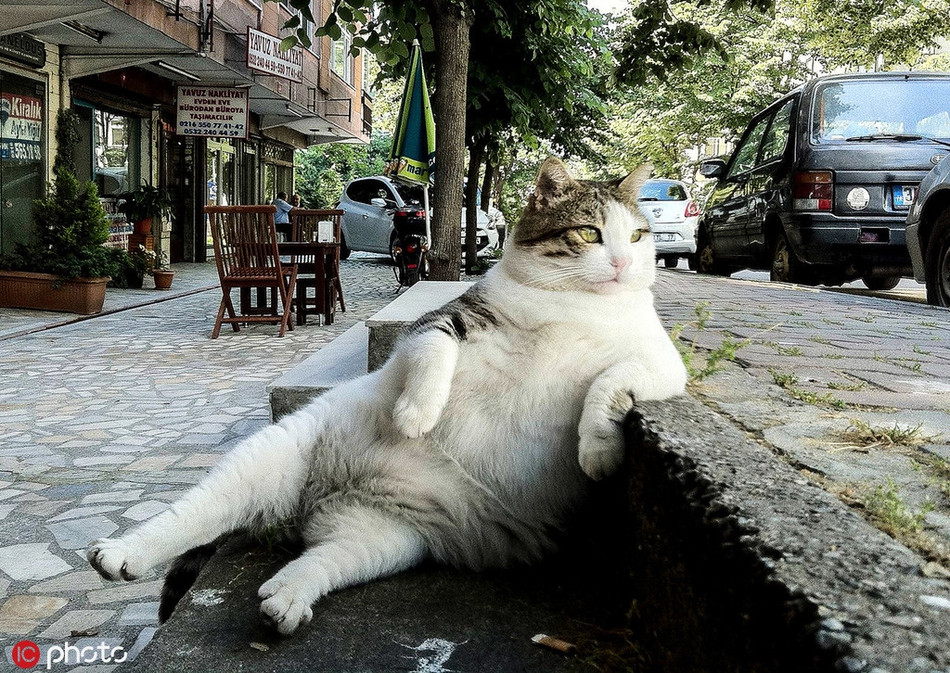 Thấy thời tiết quá đẹp, mèo khoang béo mập tựa người vào bậc thang, ngắm nhìn phố phường.