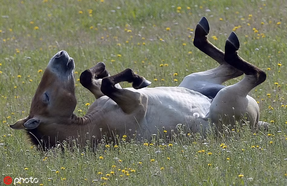 Nằm trên đồng cỏ hoa vàng tuyệt đẹp, ngựa con vô cùng thích thú, không muốn chạy nhảy, chỉ muốn nằm ngửa hưởng thụ khí trời mùa thu.