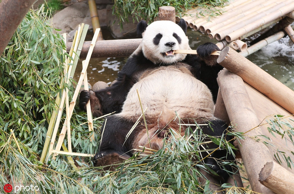 Được coi là bảo vật quốc gia, là di sản thế giới, gấu trúc được đà lấn tới, cả ngày nằm dạng chân, thích thì ngủ, đói thì ăn, chán thì lăn lộn. Dù sao, nó làm bất cứ điều gì, con người cũng thấy đáng yêu.