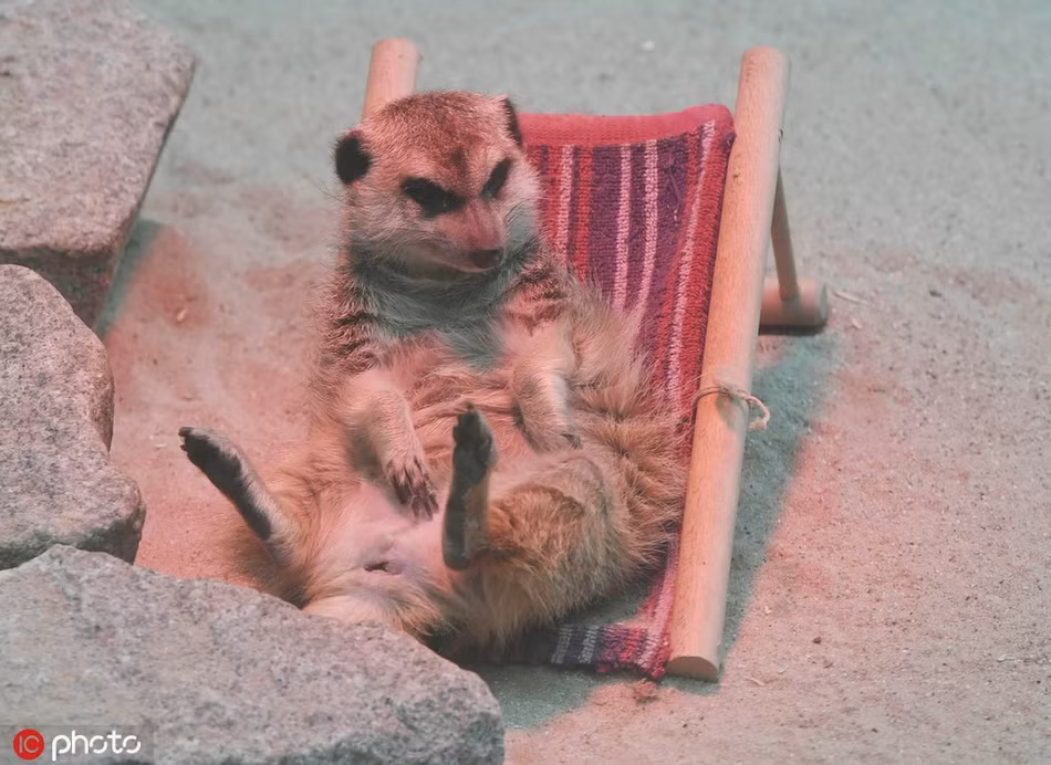 Trời vừa sang thu, con cầy meerkat đã khệnh khạng nằm nghỉ ngơi cả ngày, không buồn động tay động chân. Hình ảnh thư giãn của động vật khiến con người không khỏi phát hờn.