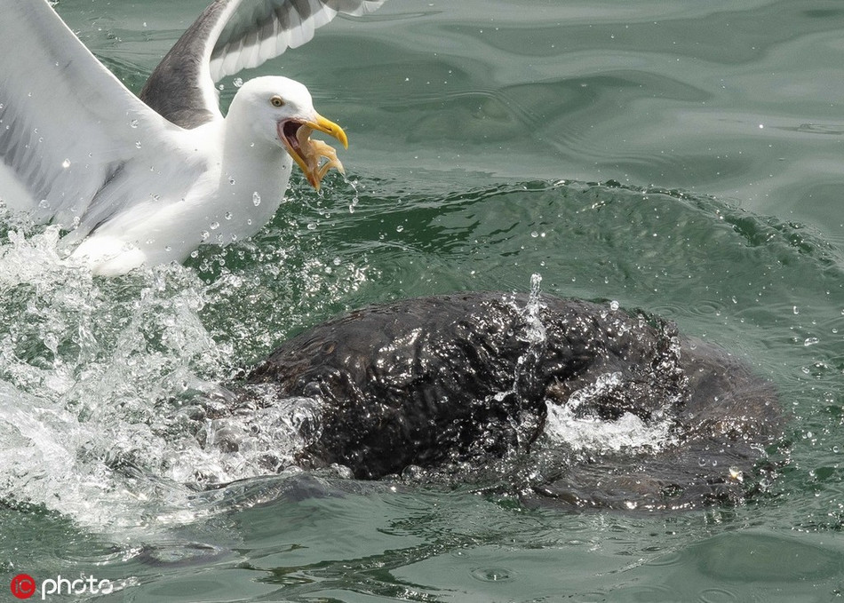 Rất nhanh sau khi xuất hiện, mòng biển lao tới, ngậm chặt vào vỏ sò, ý đồ muốn cướp tất cả bữa ngon của rái cá. Thế nhưng rái cá vốn không phải là loài động vật hiền lành, dễ bắt nạt.