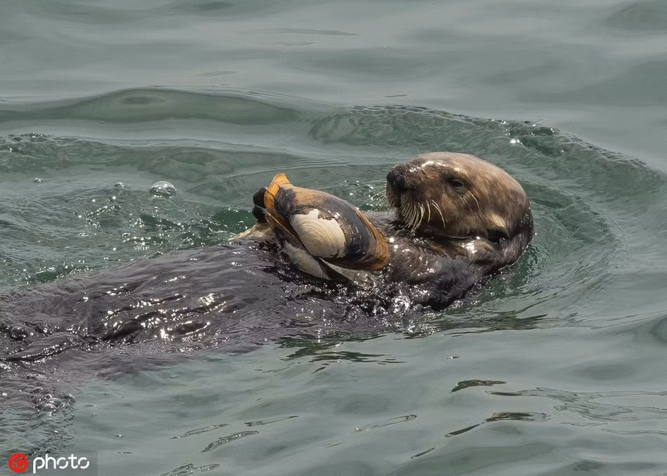 Theo nhiếp ảnh gia Kate Cummings, đây là những bức ảnh thú vị nhất về rái cá và mòng biển mà cô từng chụp.