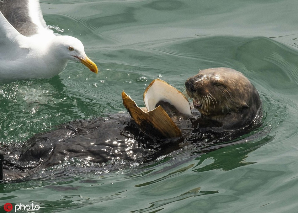 Ngay khi mòng biển tấn công, rái cá vội vàng giữ chặt lấy vỏ sò, lặn xuống nước, không cho mòng biển đạt được mục đích. Mắt thấy không thể cướp được cả bữa ăn, mòng biển chuyển hướng, chỉ mổ lấy phần thịt của con sò, được chút nào hay chút ấy.